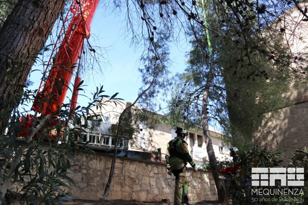 Tala árboles